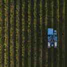 The 2025 harvest at Château de l’Hospital draws to a close: a blend of tradition and conviviality